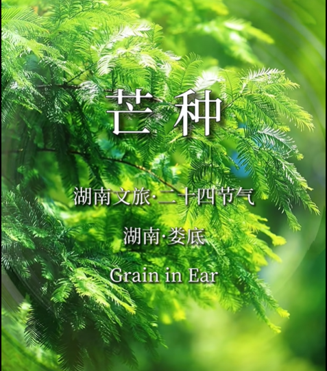 今日芒种丨湖南第一波荷花开了，人少花美超出片