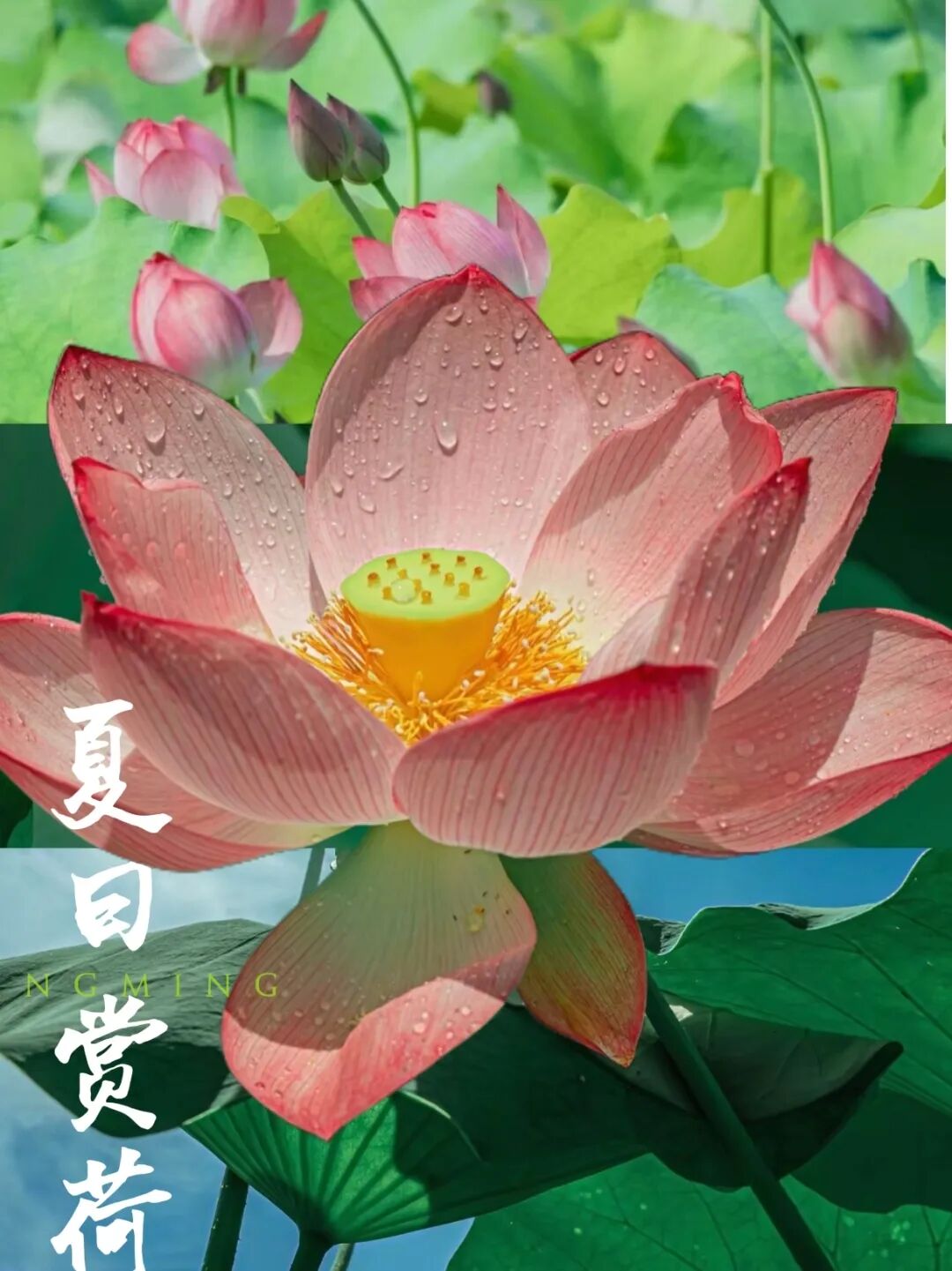 荷风盛景引客来！蔡锷故里夏日荷韵出圈，游客自发打卡刷屏网络